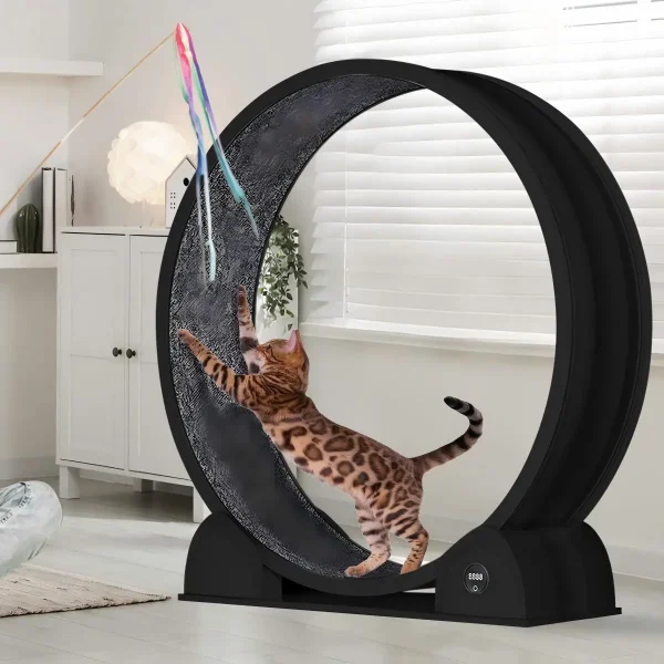 Large Cat Exercise Wheel Trainer